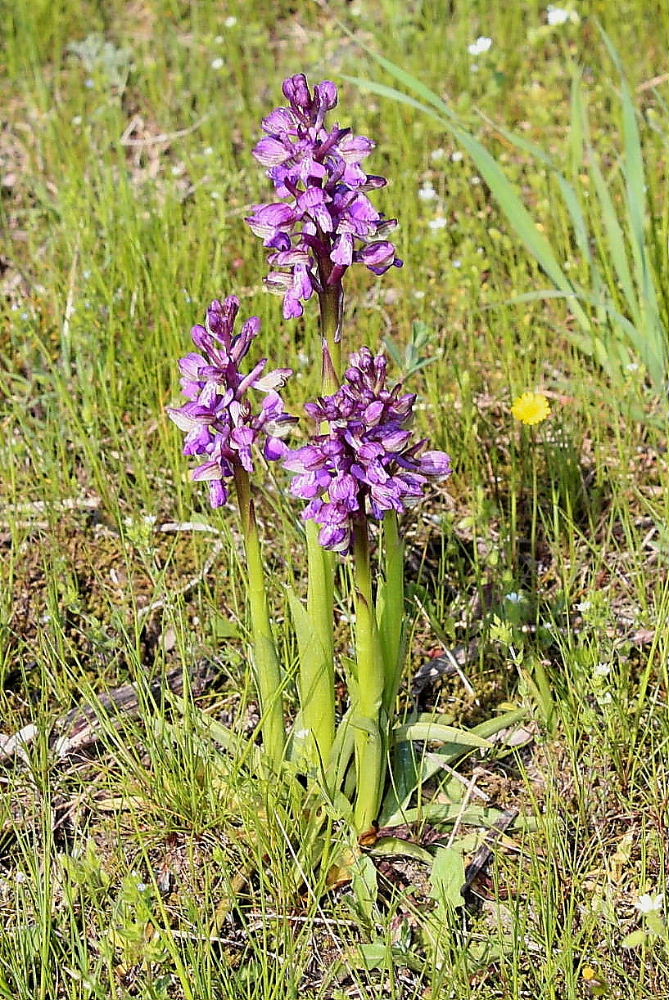 Per Orchidee lungo la piana del fiume Magra (SP)